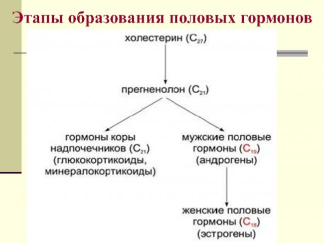 Андроген и эстроген — что это такое