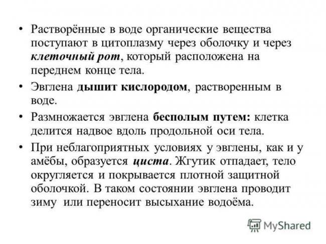 Эвглена зеленая: места обитания, особенности строения и размножения