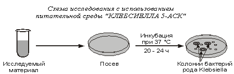 Proteus mirabilis: характеристика, симптоматика, диагностика, лечение