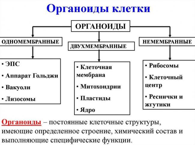 Клетка