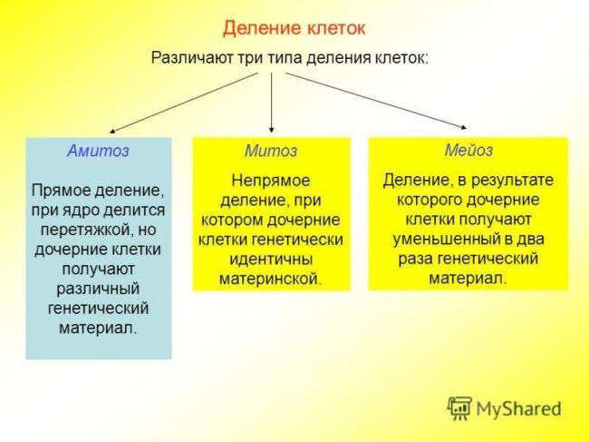 Как размножаются микробы