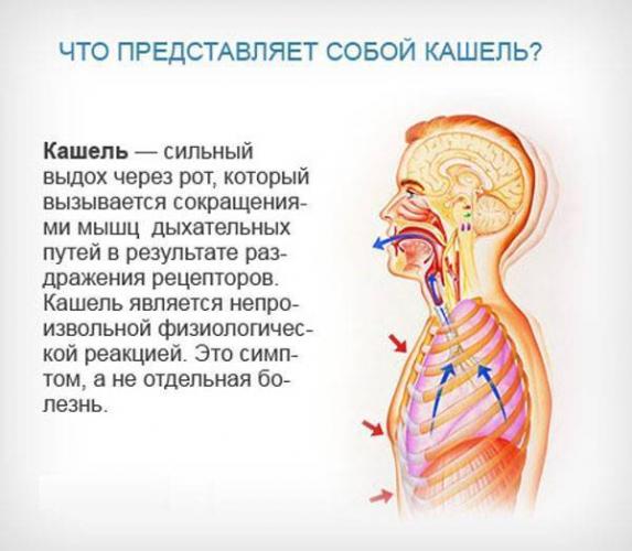 Лечение лающего кашля у взрослых