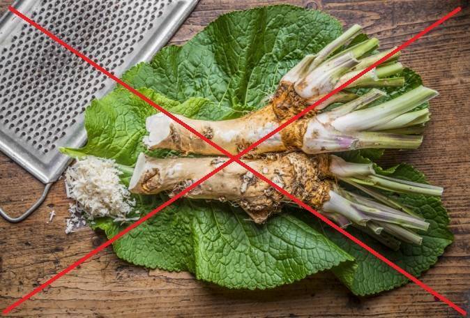 Лист хрена при шейном остеохондрозе и для лечения суставов, отзывы