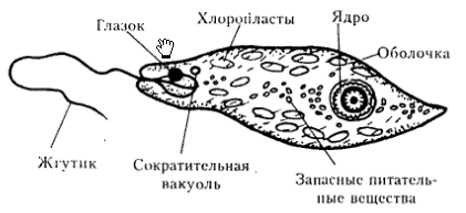 Эвглена зеленая