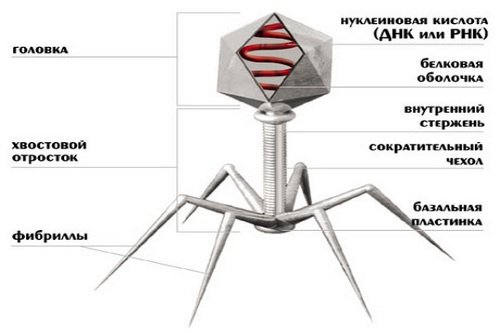 Бактериофаг сальмонеллезный