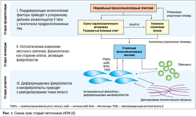 Часть i. общая патофизиология — студопедия