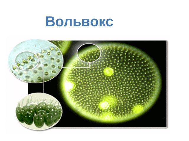 Первые и современные фотосинтезирующие организмы