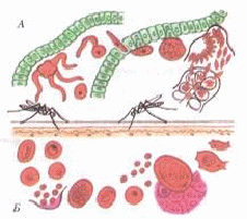 Эвглена зеленая – то ли животное, то ли растение