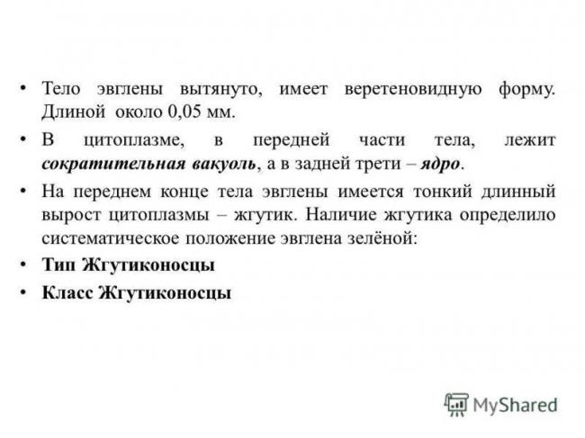 Эвглена зеленая