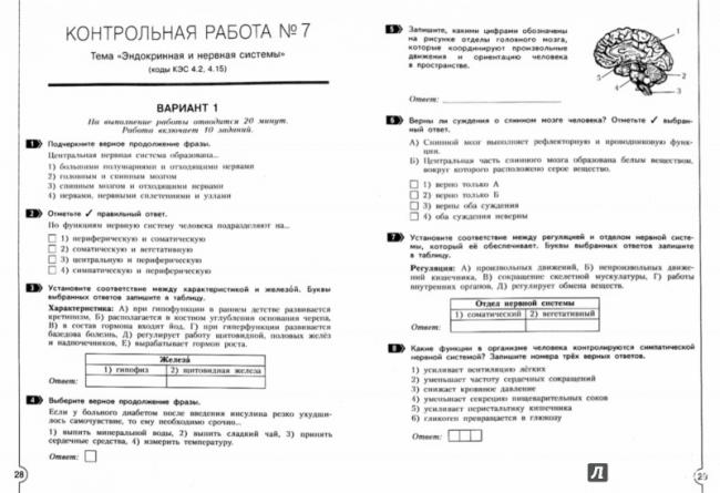Нервная система. нервная система играет важную роль в регуляции функций организма. она обеспечивает согласованную работу клеток, тканей, органов и их. - презентация