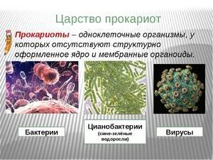 Тесты по биологии по теме "признаки эукариот и прокариот"