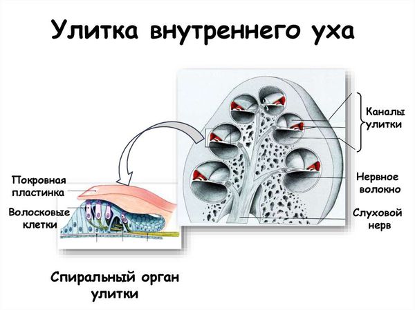 Нейросенсорная тугоухость: симптомы и лечение 1-4 степеней у взрослых и детей