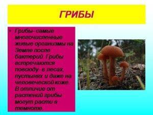 Тесты по биологии по теме "признаки эукариот и прокариот"