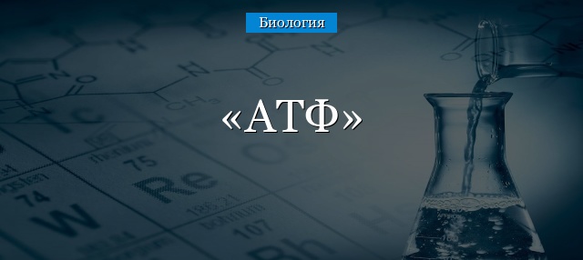 Аденозинтрифосфат википедия