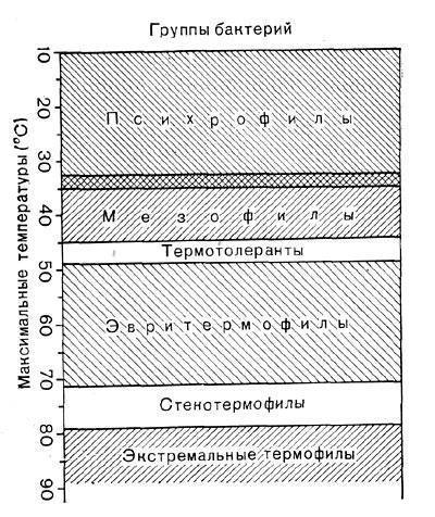 Жизнь на планете всем обязана анаэробным и аэробным бактериям