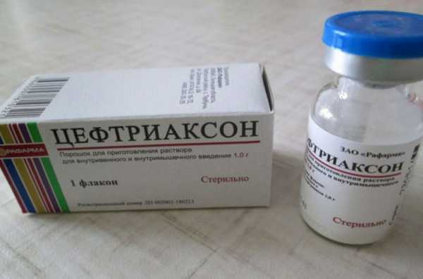 Укол собаке внутримышечно, подкожно, в холку, как сделать, куда колоть