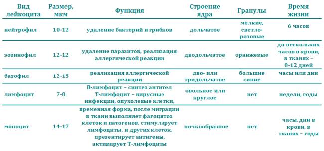 Подготовка к исследованиям при бронхите