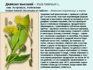 Инструкция по применению девясила