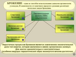 Бактерии для запуска аквариума – основной регулятор биосистемы
