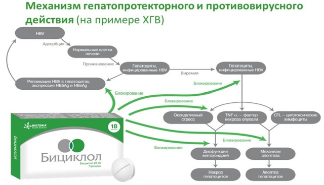 Цитраргинин: состав, показания, дозировка, побочные эффекты