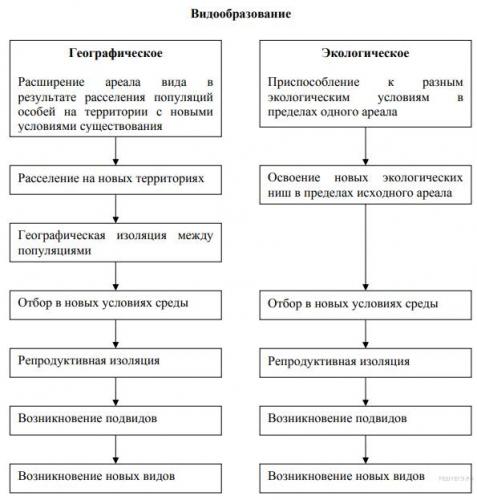 Разница между грибковой и бактериальной инфекцией