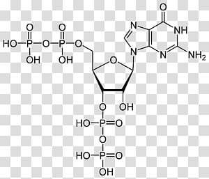 Аденозинтрифосфат - adenosine triphosphate