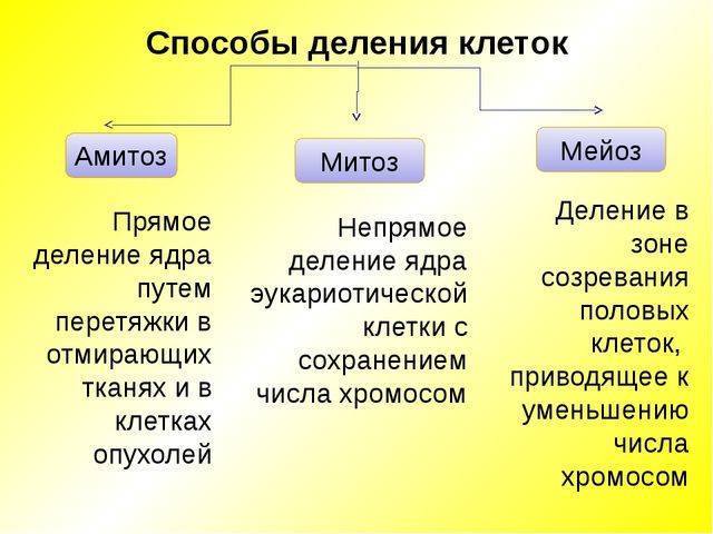 Размножаются бактерии путем деления и делают это очень быстро