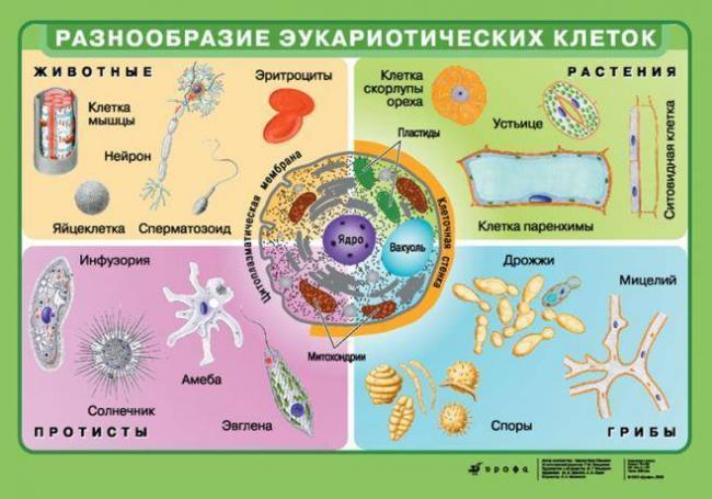 Царство бактерии общая характеристика, кто открыл бактерии, названия и примеры бактерий, чем питаются, как размножаются, запасное вещество бактерий, признаки симбиотических бактерий