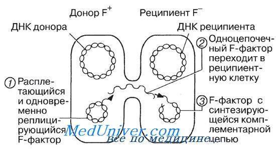 Бактерии — общая характеристика. классификация, строение, питание и роль бактерий в природе