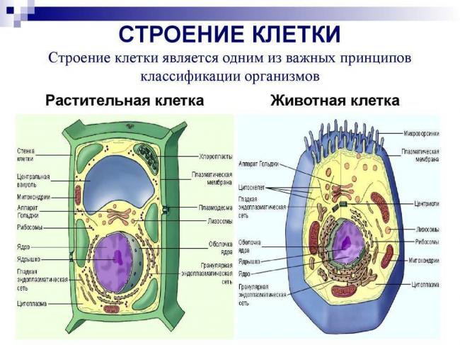 Читать книгу биология. общая биология. профильный уровень. 10 класс н. и. сонина : онлайн чтение - страница 8