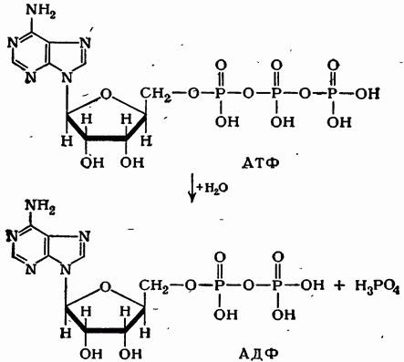 Аденозин дифосфат - adenosine diphosphate