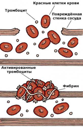 Клетки крови: эритроциты, лейкоциты, тромбоциты