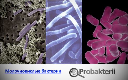 Особенности и применение маслянокислых бактерий