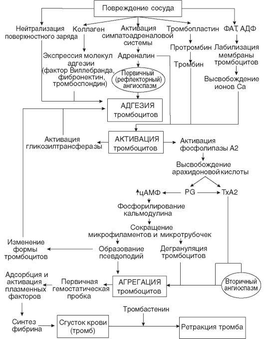 Гомеостаз