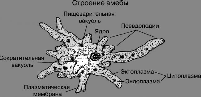 Амеба — что такое в биологии, строение и жизненный цикл