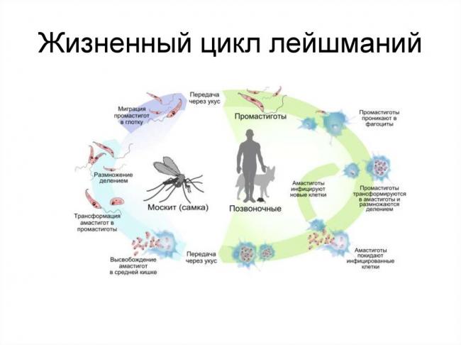 Амёба обыкновенная