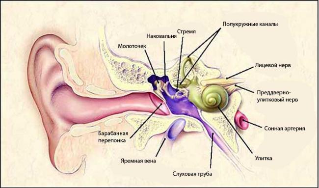 Нейросенсорная (сенсоневральная) тугоухость