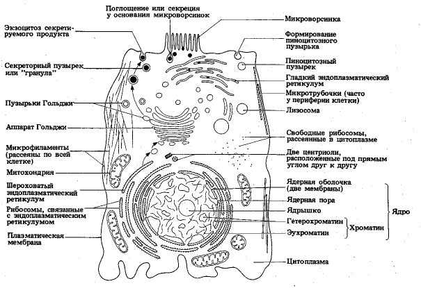 Биология. 10 класс