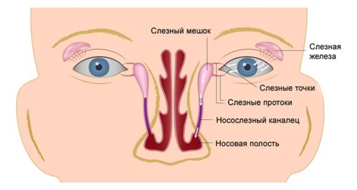 Закупорка (непроходимость) слезного канала у новорожденных
