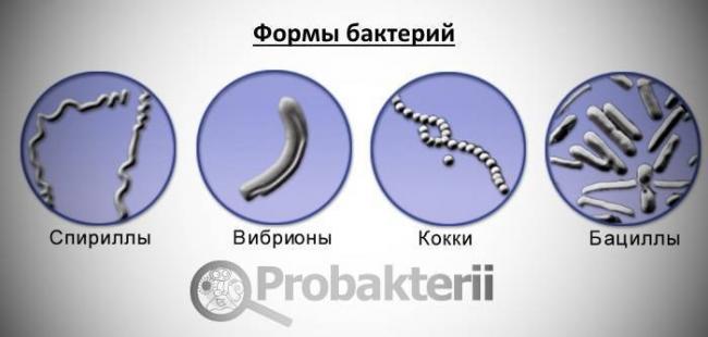 Многообразие шаровидных бактерий