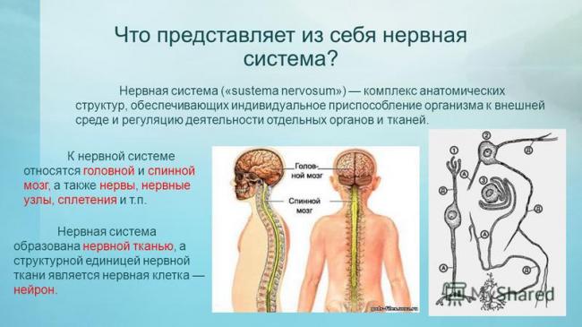 Нервная система. нервная система играет важную роль в регуляции функций организма. она обеспечивает согласованную работу клеток, тканей, органов и их. - презентация