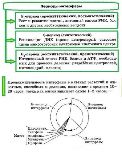 Метаболизм, или за счет чего живут бактерии