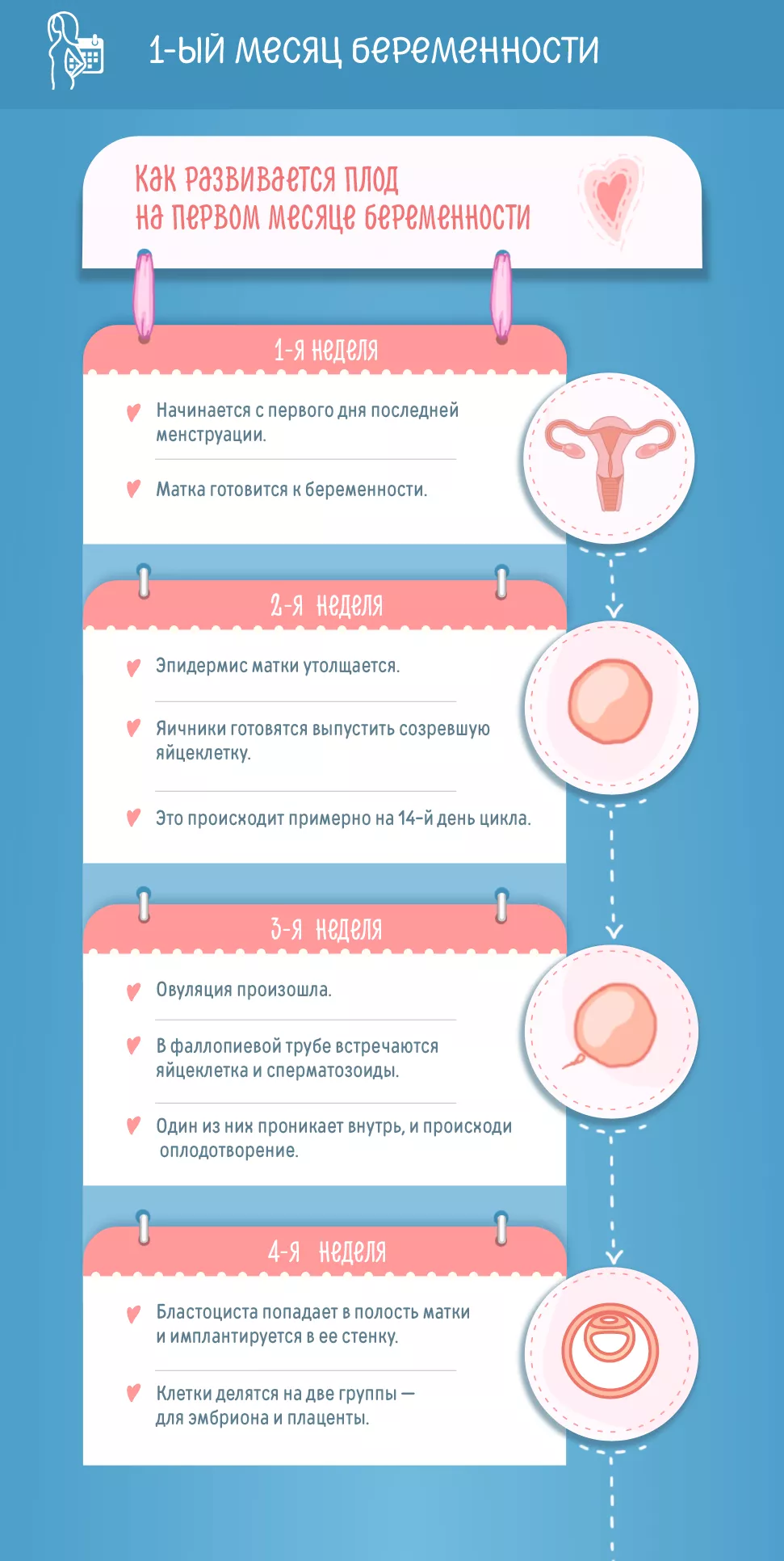 Первые признаки беременности — симптомы и ощущения на раннем сроке