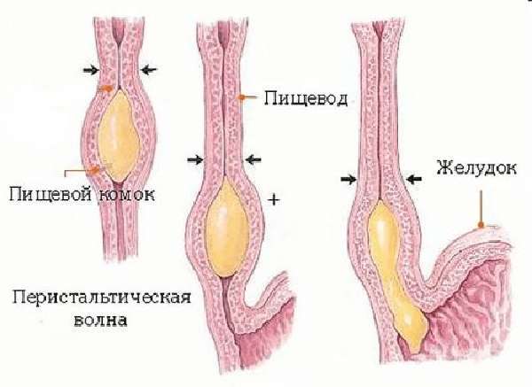 Недостаточно кардии желудка народное лечение