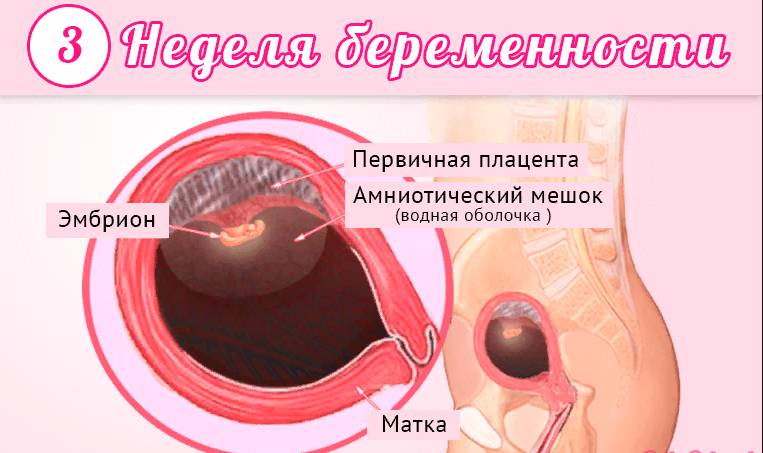 Первый месяц беременности (19 фото): симптомы и ощущения, ключевые признаки и рекомендации, что происходит с эмбрионом, алкоголь и секс, виден ли живот