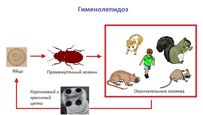 Карликовый цепень и гименолепидоз: что это такое, симптомы, лечение, как правильно сдать анализ