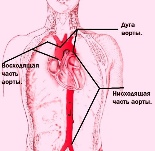 Аневризма аорты брюшной полости – как распознать и вылечить патологию?