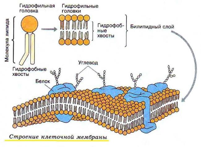 Организмы, клетки которых не имеют оформленного ядра, митохондрий, аппарата гольджи относятся к группе: а) прокариот б) эукариот, алгебра
