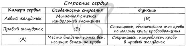 Анатомия: вены сердца. лимфатическая система сердца