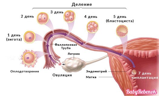 Самые ранние признаки беременности на 1-й неделе))) уже ищу у себя))) - как выявить беременность на раннем сроке - запись пользователя suslya (pregnant) (id920709) в сообществе зачатие в категории ждем дня х (признаки беременности / тесты) - babyblog.ru